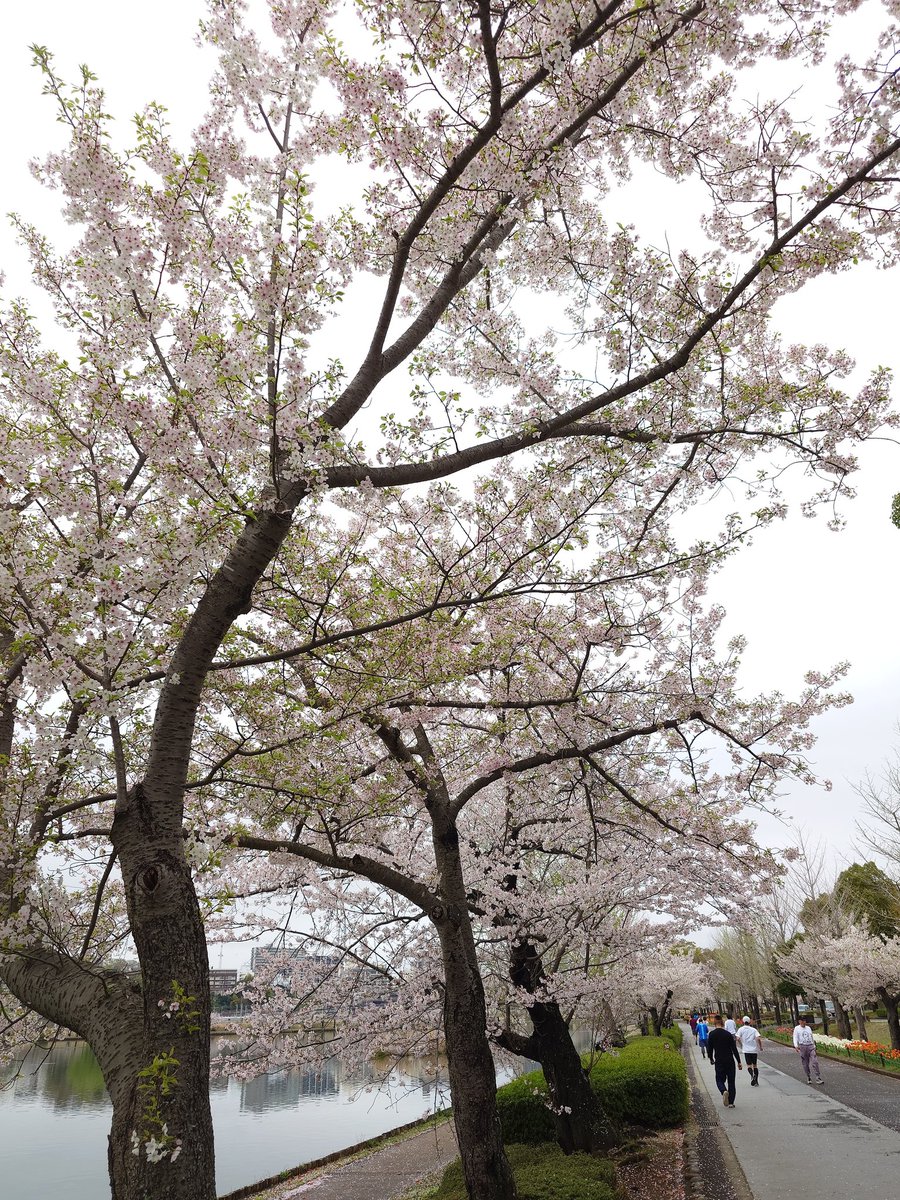 drybasil's tweet photo. 陽気につられて水戸をふらふらと桜散歩してきた。
先ずは千波湖。 https://t.co/8eY7jv5H3D