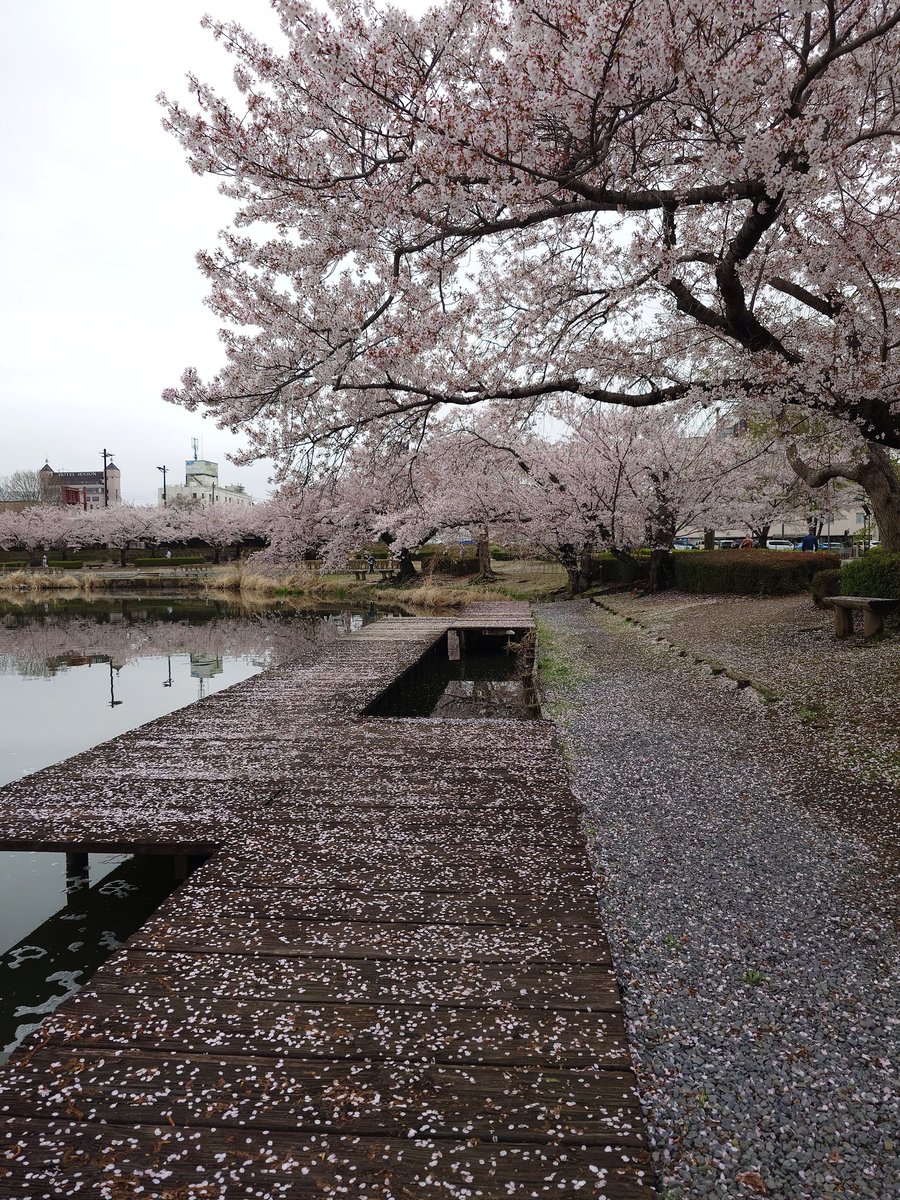 drybasil's tweet photo. 陽気につられて水戸をふらふらと桜散歩してきた。
先ずは千波湖。 https://t.co/8eY7jv5H3D