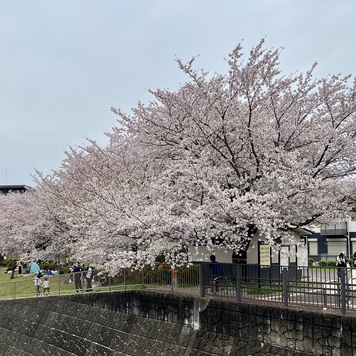 三沢川、雨乗り越えてまだ見頃。