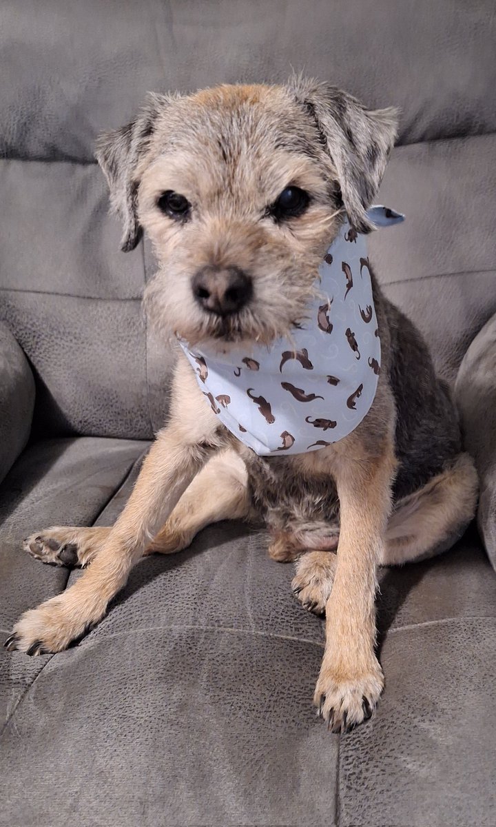 Dee (Mum to Bosie๐ & Sir Takoda๐) tweet media