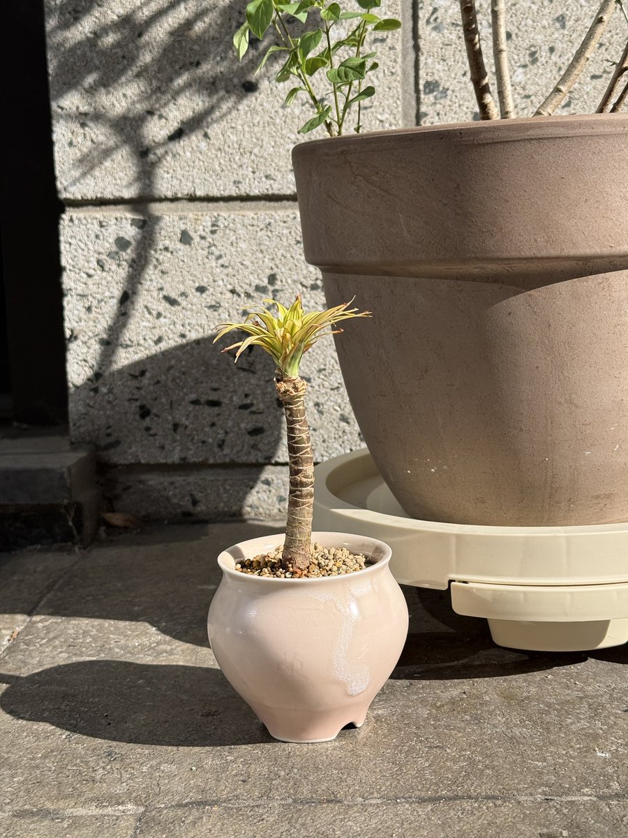 YRceramic's tweet photo. 식목일 맞이 식재했어요💚
좀넝쿨고사리🌱와 아기마지나타🌴 https://t.co/Ehwj2vQjcs