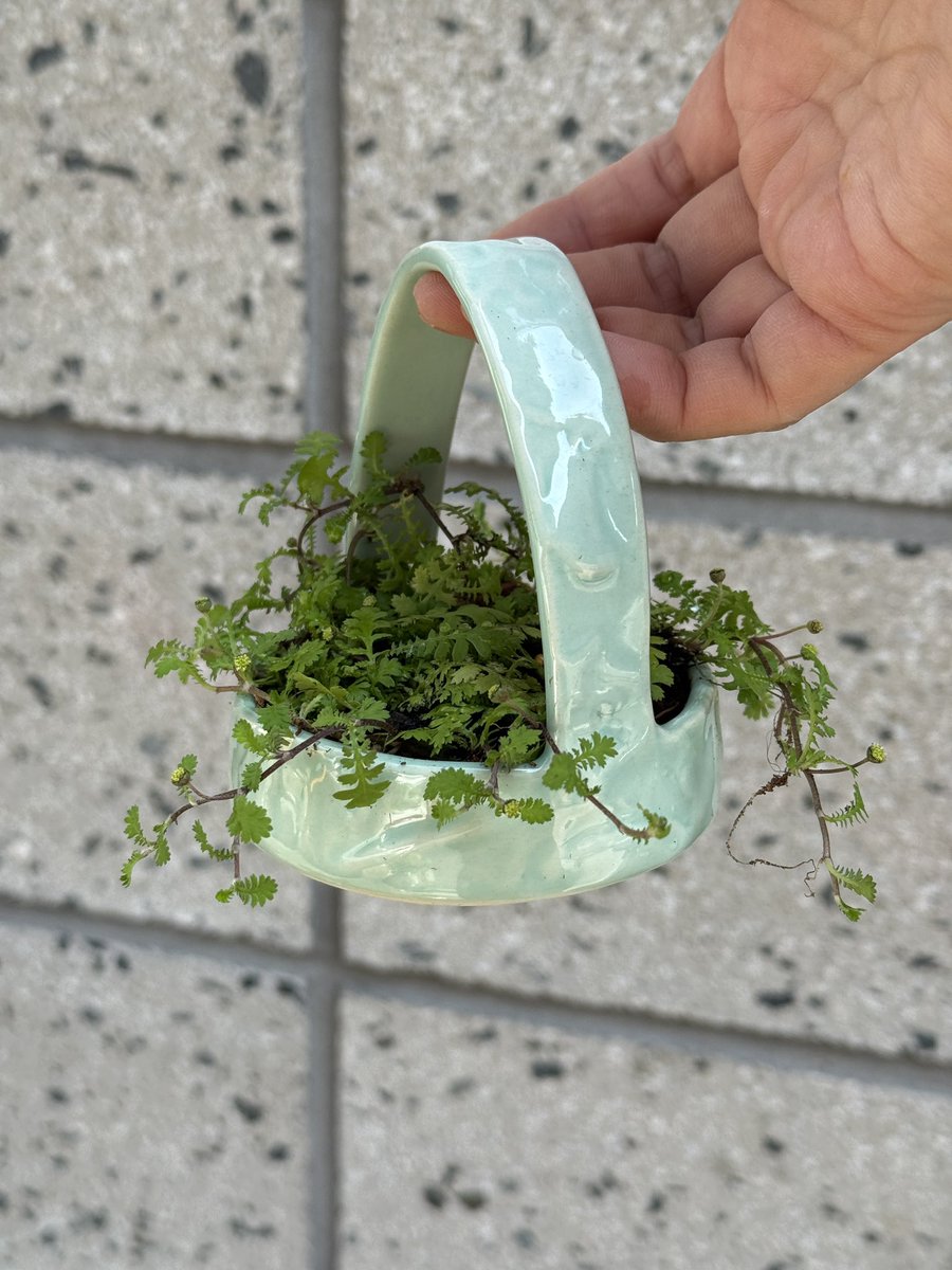YRceramic's tweet photo. 식목일 맞이 식재했어요💚
좀넝쿨고사리🌱와 아기마지나타🌴 https://t.co/Ehwj2vQjcs