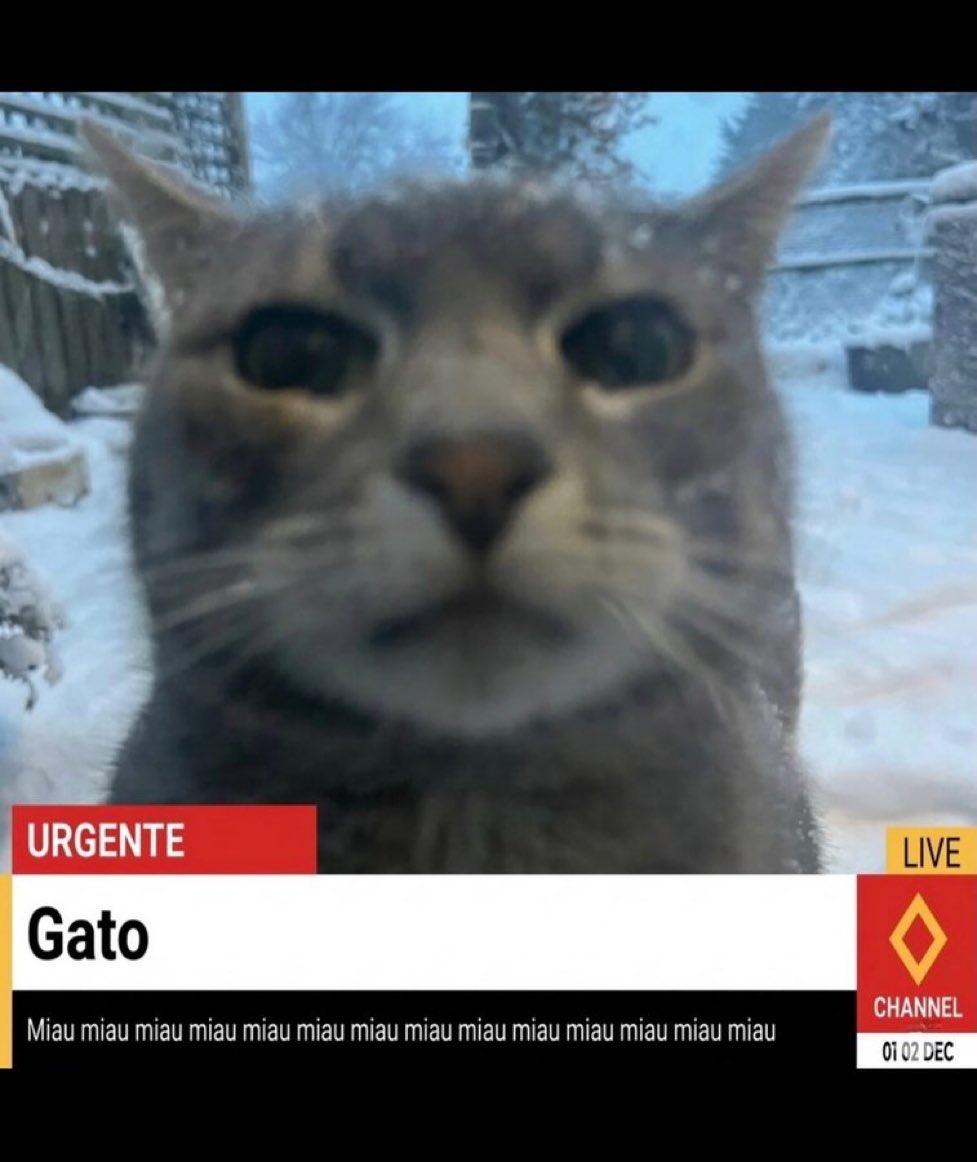 gatos fazendo gatices tweet media