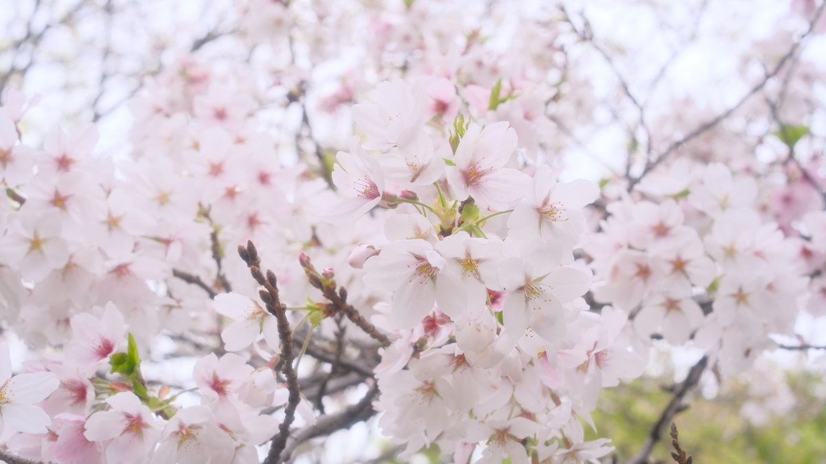 ハッシュ📷29a!😌 tweet media