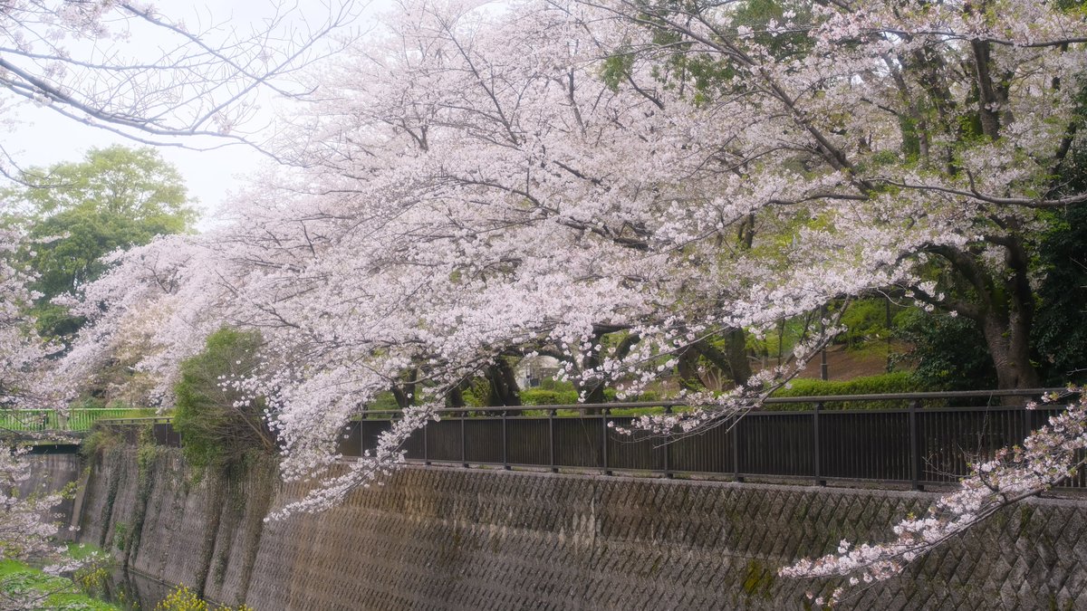 ハッシュ📷29a!😌 tweet media