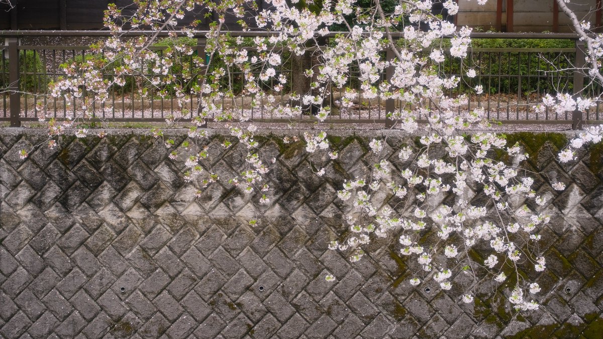 ハッシュ📷29a!😌 tweet media