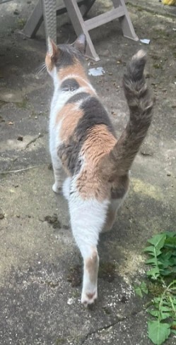 MissingTarn81's tweet image. 05.04.26 Cette chatte tricolore vient chez quelqu'un à Albi (vers Fac / gare). Si elle a un proprio, contact : facebook.com/opchhh/ #Tarn #chat