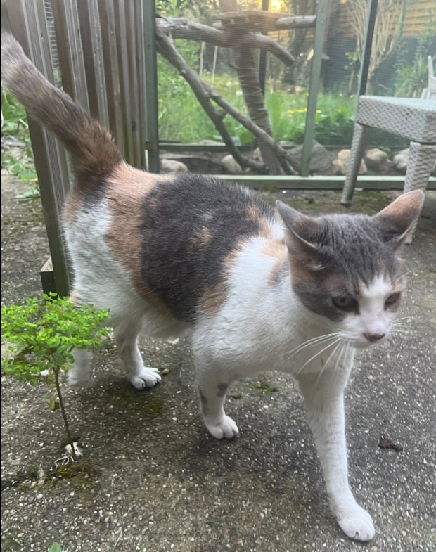 MissingTarn81's tweet image. 05.04.26 Cette chatte tricolore vient chez quelqu'un à Albi (vers Fac / gare). Si elle a un proprio, contact : facebook.com/opchhh/ #Tarn #chat