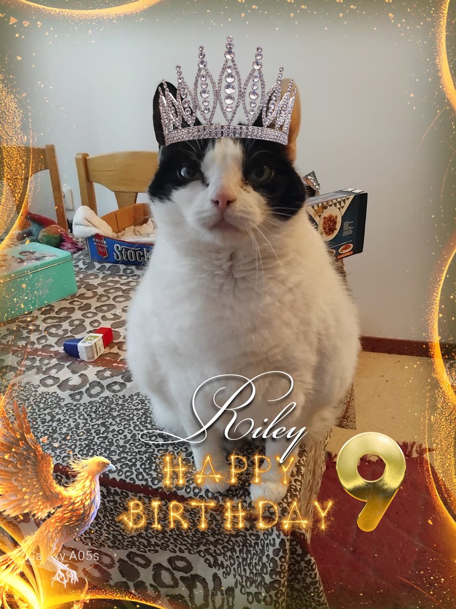 the CatGang 🇸🇪🌈Klumpen 🌈Ricco 🌹🌈🐈‍⬛🐕 tweet media