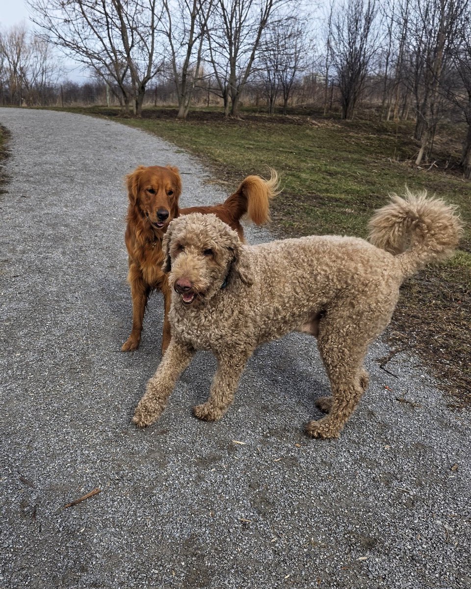 WalkinDogwalk's tweet image. Muddy season is upon us, and it's time for #Sundayshenanigans !
🐾🐾🐾❤️🐕🐶❤️🐾🐾🐾
#Sundayfunday #Easterlongweekend #walkinthedog