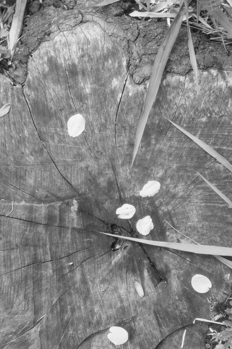 ハッシュ📷29a!😌 tweet media