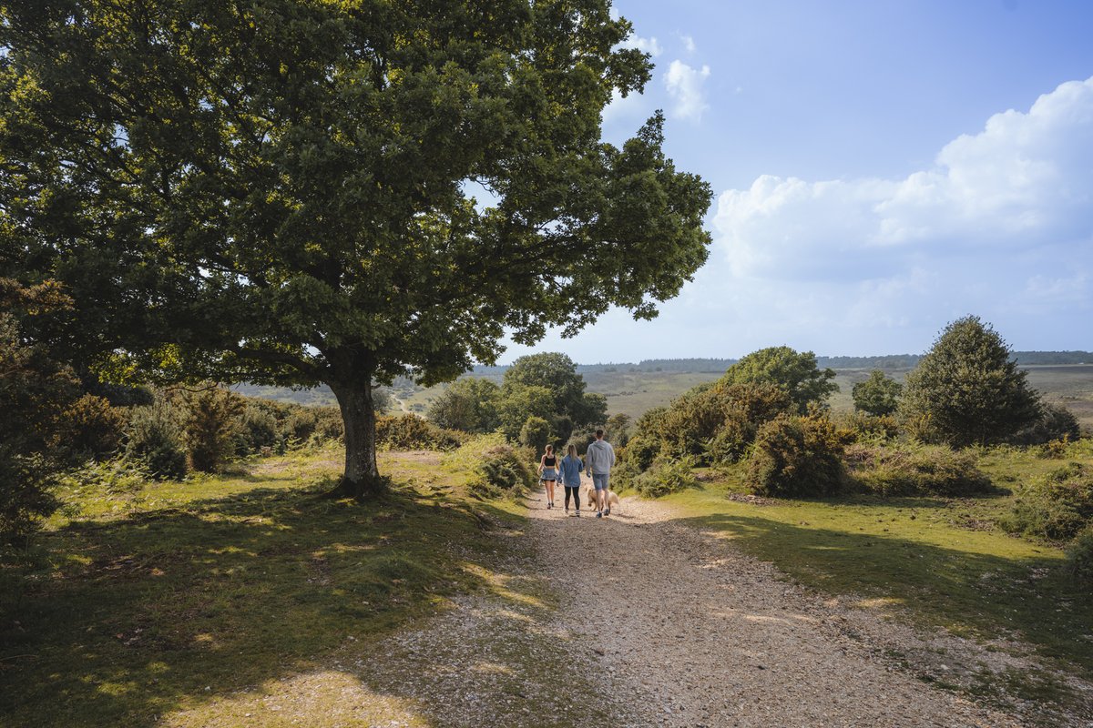 The New Forest tweet media