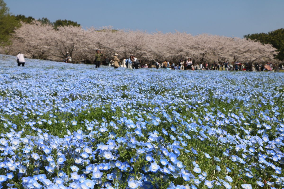海の中道海浜公園 tweet media