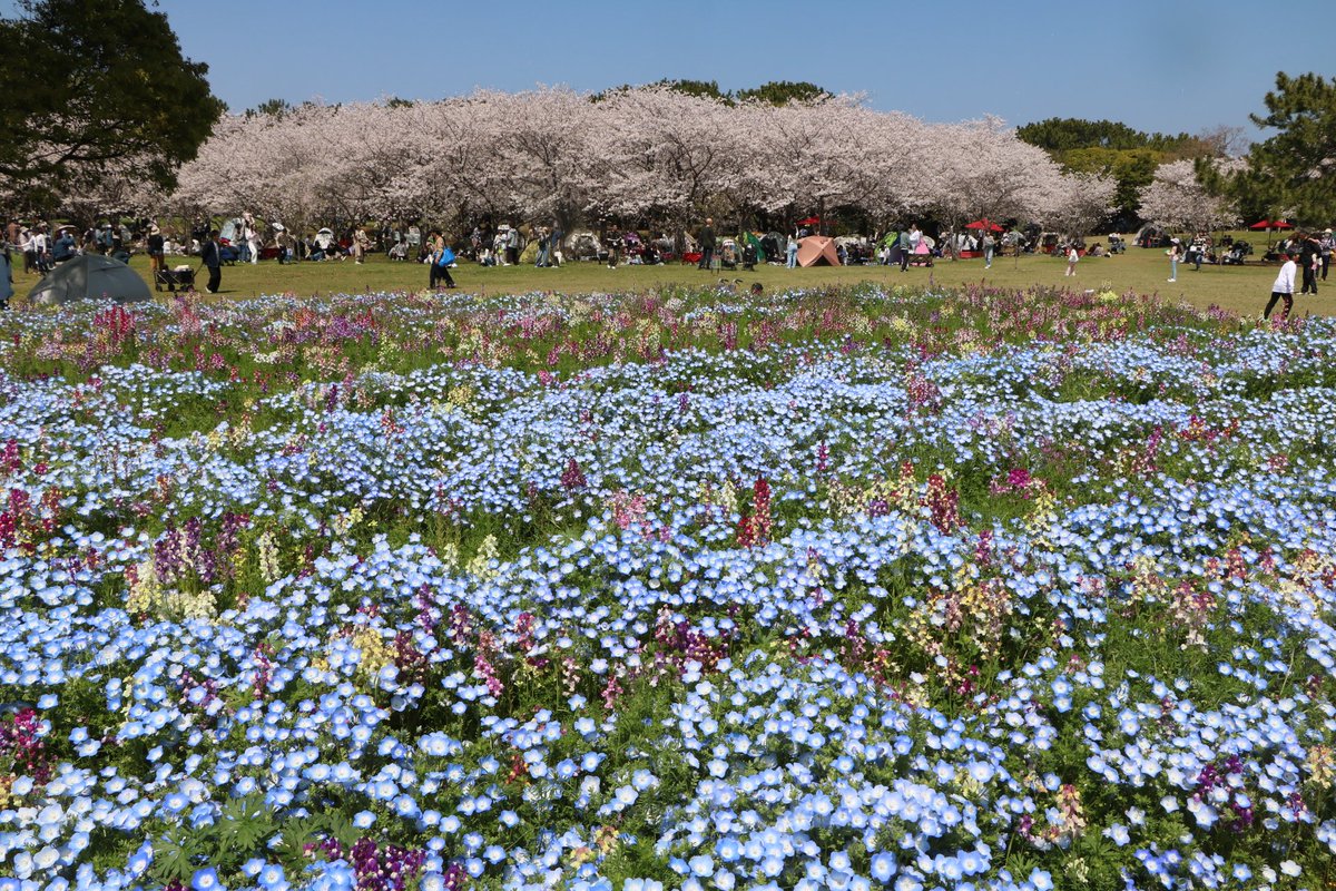 海の中道海浜公園 tweet media