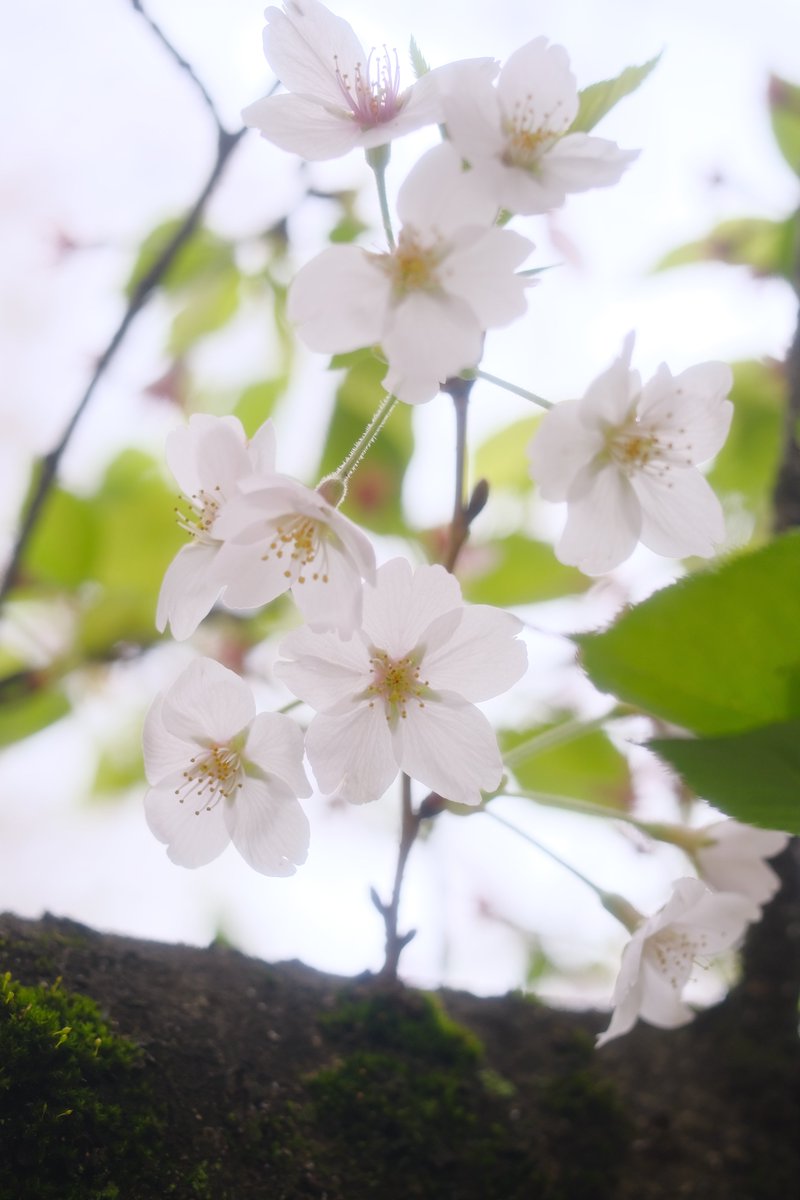 ハッシュ📷29a!😌 tweet media