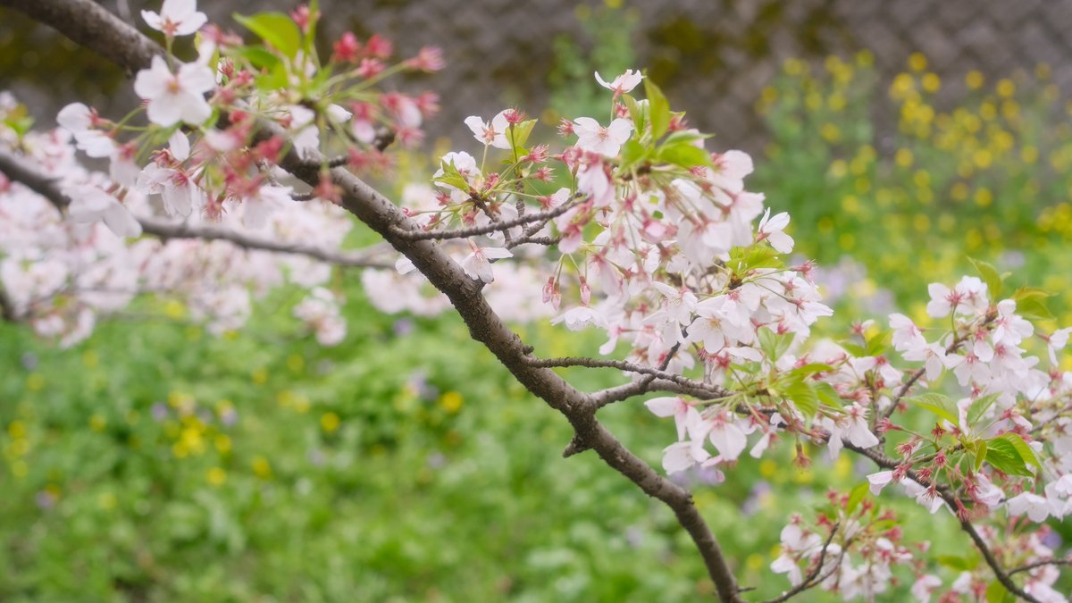 ハッシュ📷29a!😌 tweet media