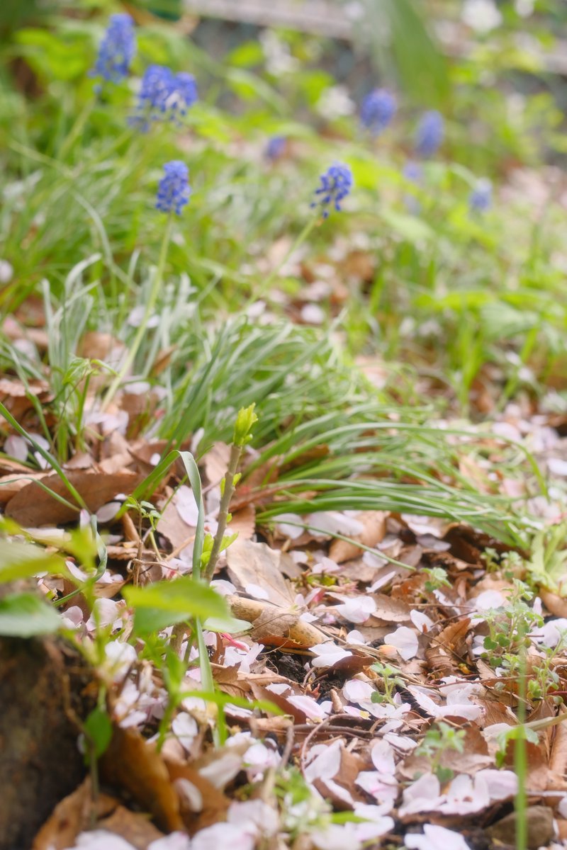 ハッシュ📷29a!😌 tweet media