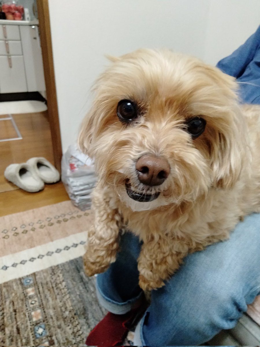 sevenchandog's tweet photo. 4/6  株トレードへ！日経平均先物は、70円プラス。月曜日からどうなる？ホールド株→アサヒビール、ヤマハ発動機、ライオン、ソニー、任天堂、日立！4月は暴落したときに、大量に買い増したいが、思うどおりにいくかどうか？買いたい銘柄は下がって欲しい！とりあえず上がる銘柄を見つけて頑張ろう！ https://t.co/xzD3Og1FUg