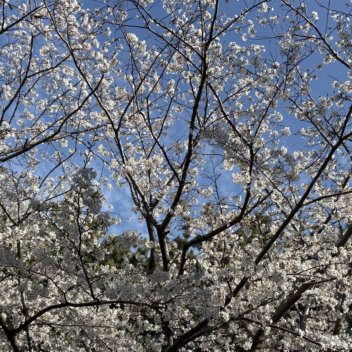 Yamaguchi Tatsuya tweet media