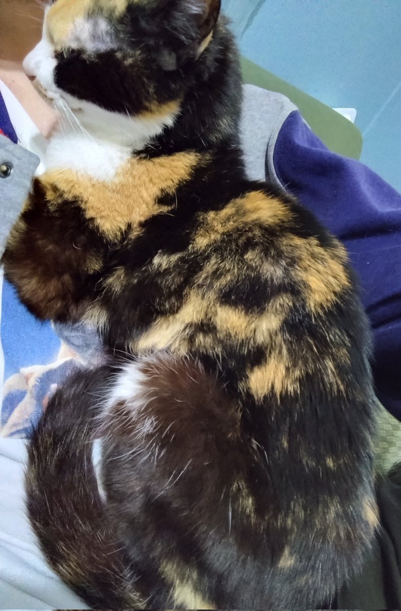 バーニー tweet media