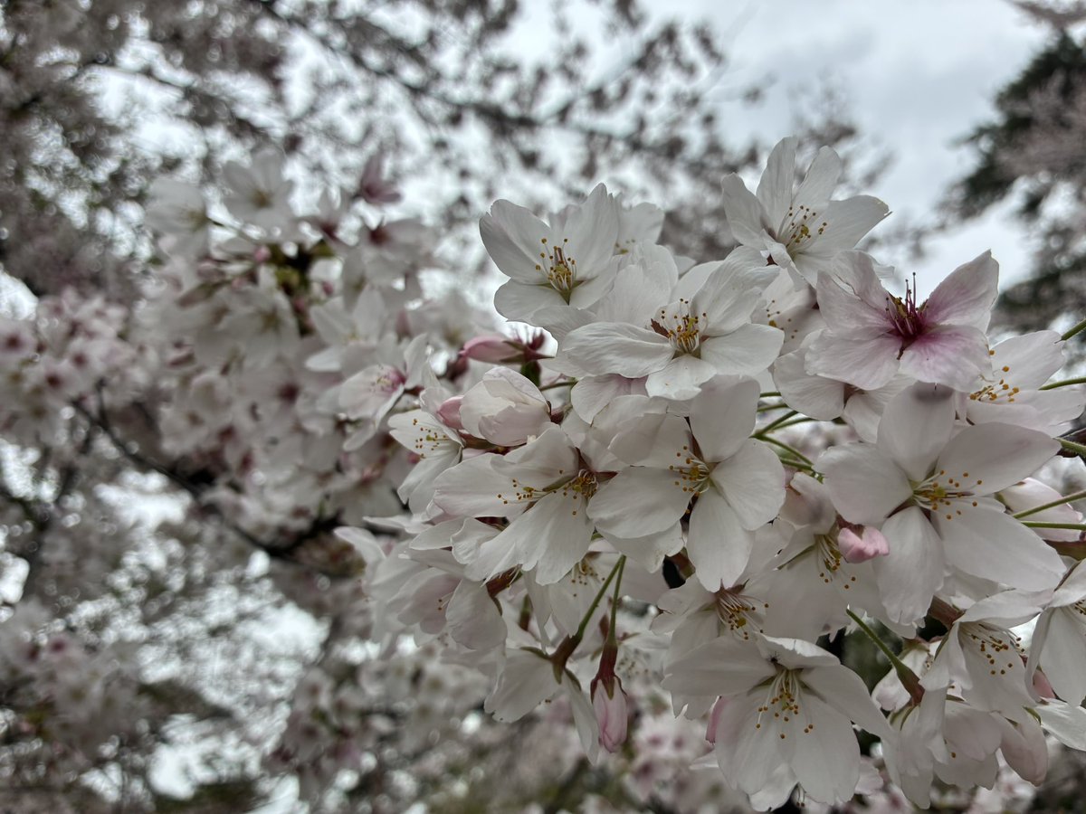 にゃちゃ tweet media