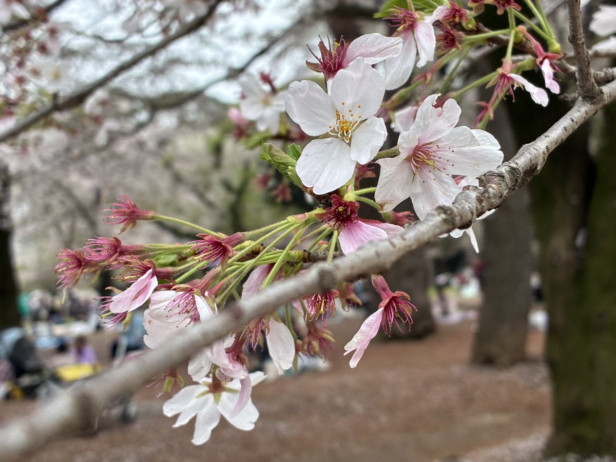 にゃちゃ tweet media