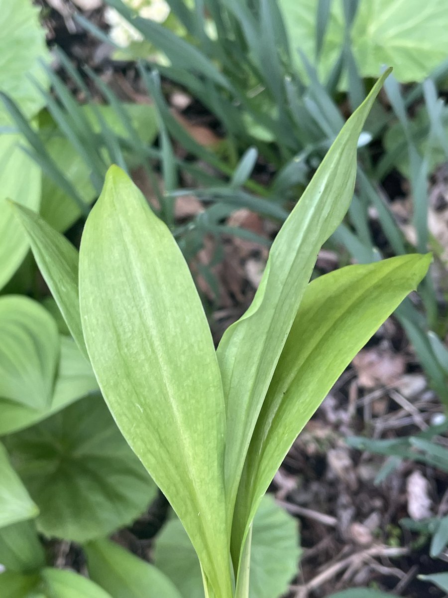 さくや⌘宇宙猫 tweet media