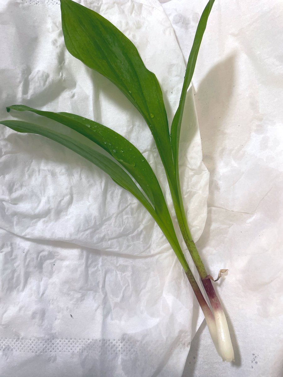 さくや⌘宇宙猫 tweet media