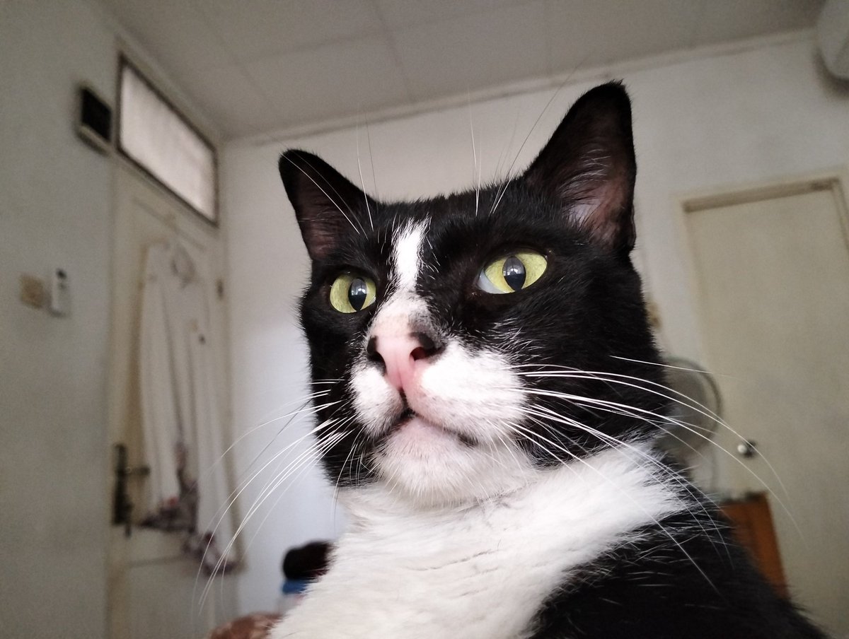 🇵🇸 ⊕★ティヤス★ ⊕ LC🦀🐟 tweet media