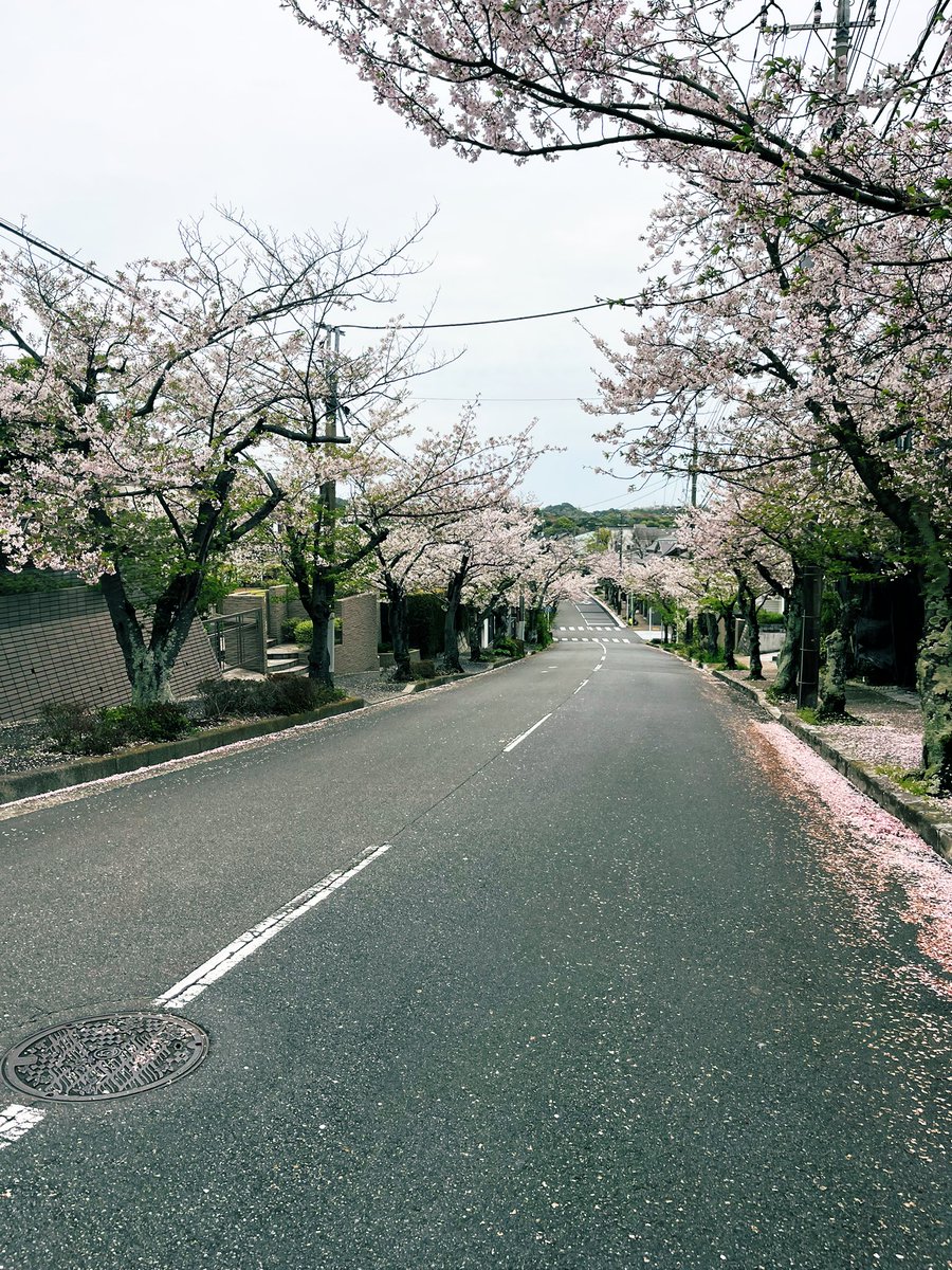 だいぶ散ったようで。