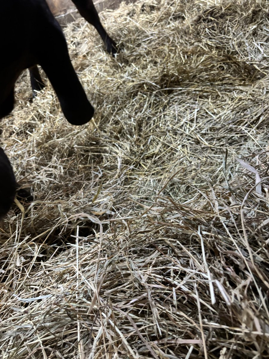 宮城牛飼い tweet media