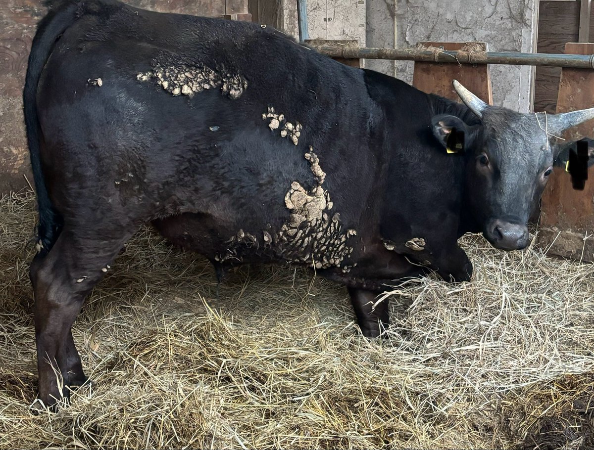 宮城牛飼い tweet media