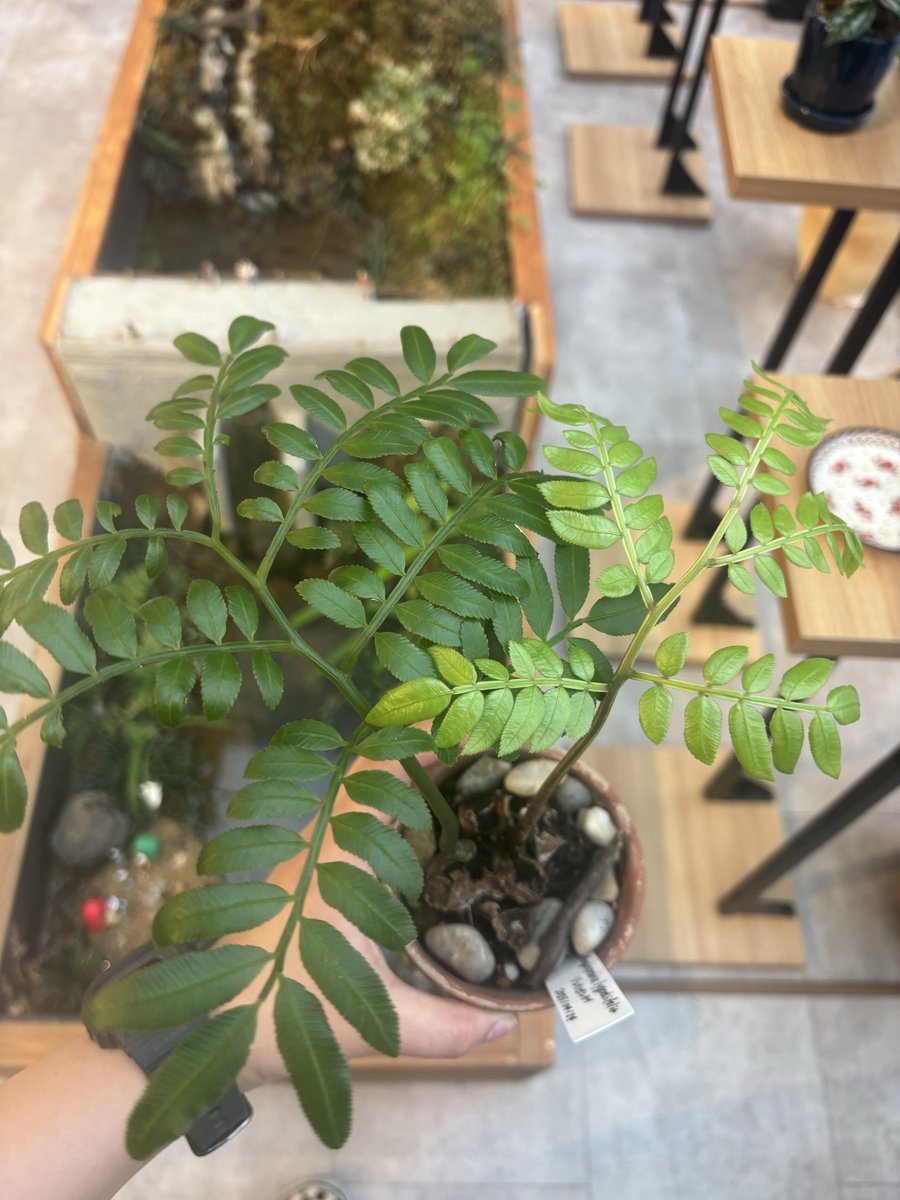 メガモクロー tweet media