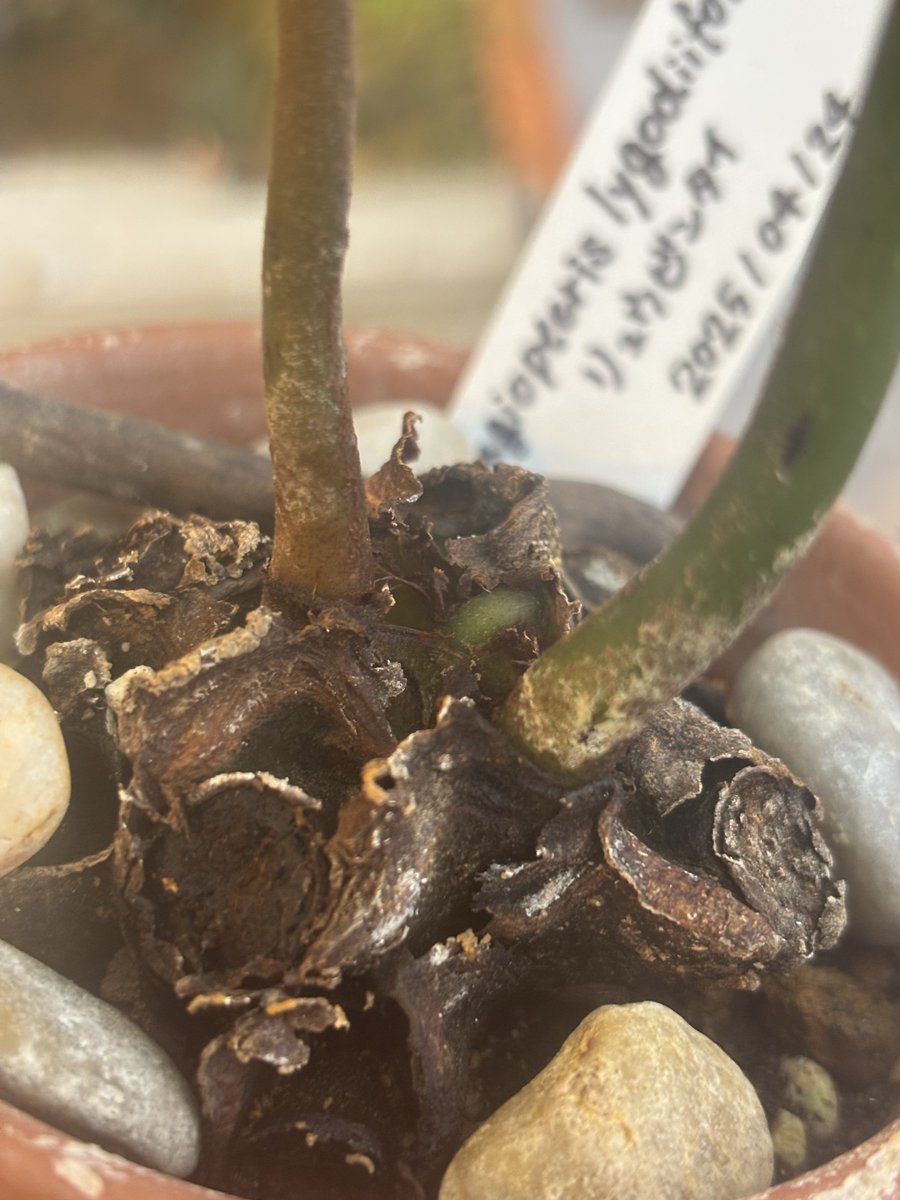 メガモクロー tweet media