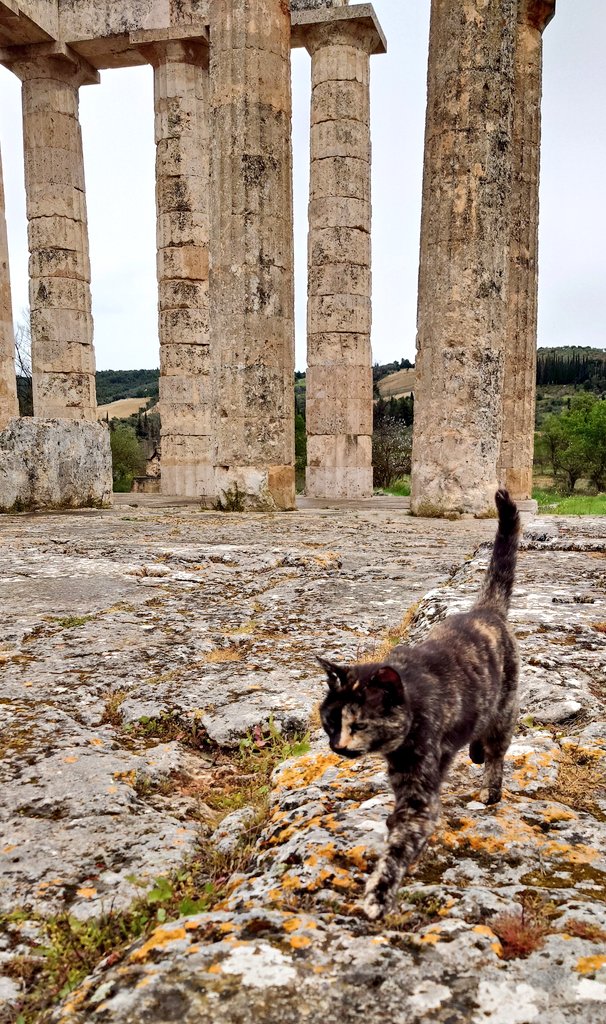 ふたば tweet media