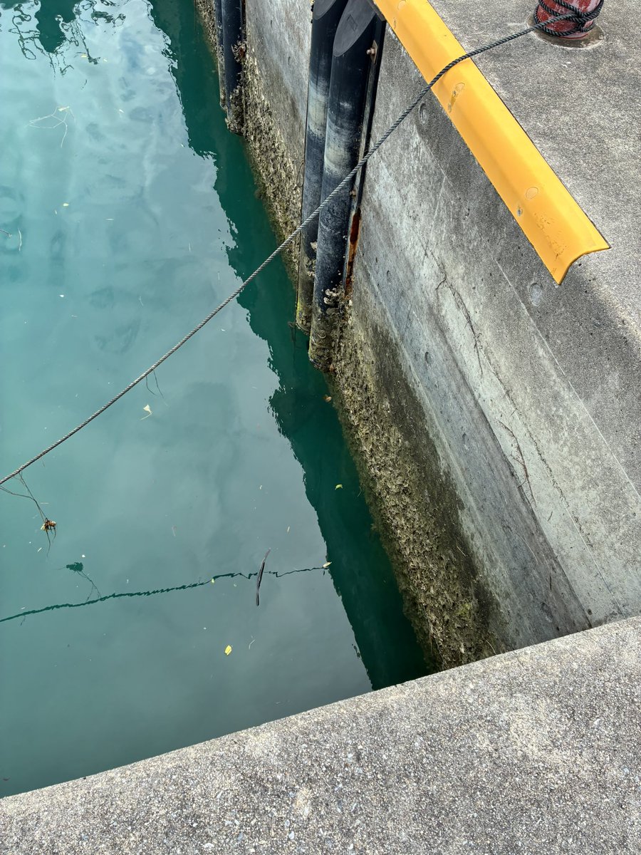 コイデ ユイ ( ゆいぴー ) tweet media