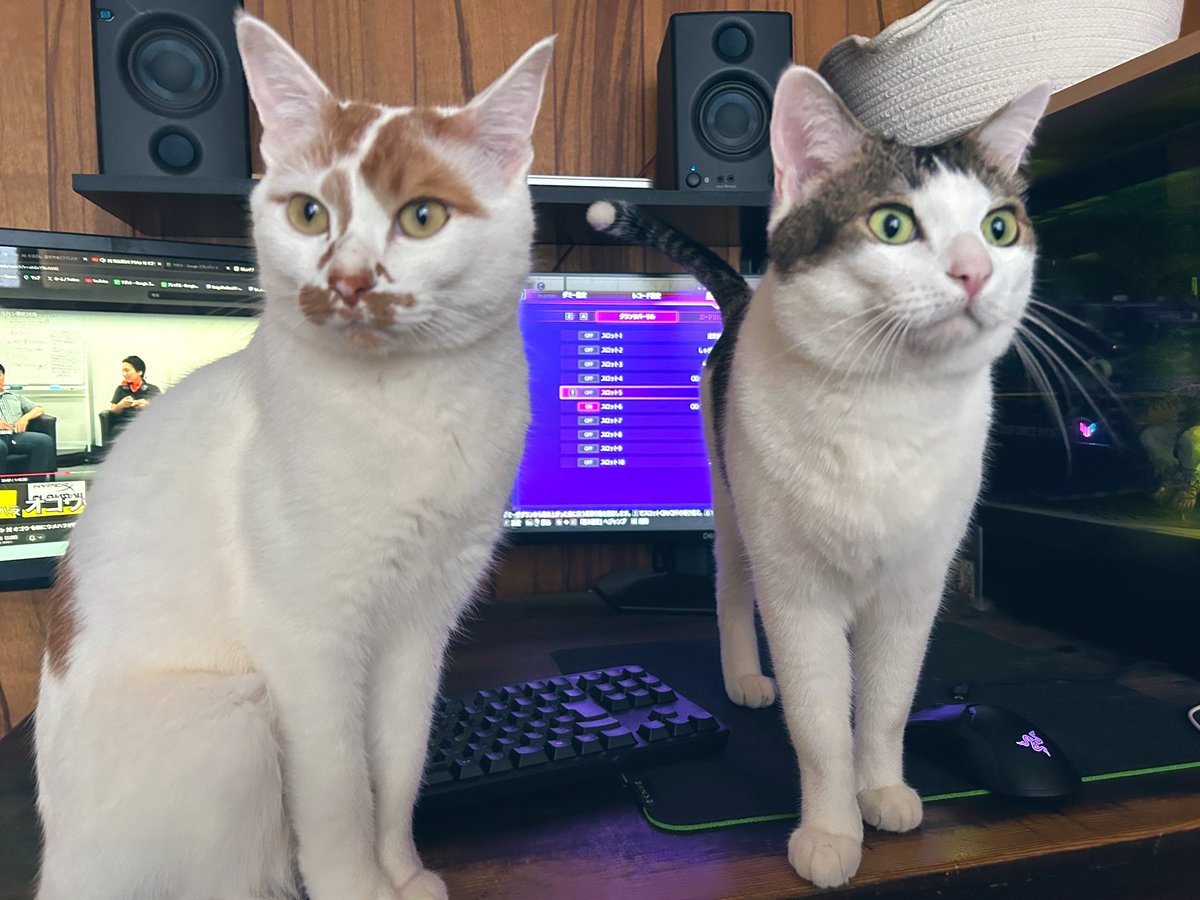 サンロク/スト6と猫暮らし tweet media