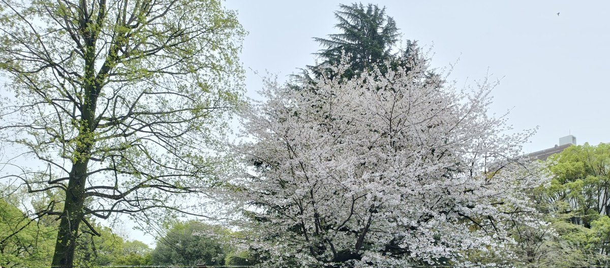 たの(4/18 坂本真綾コピー🥁) tweet media