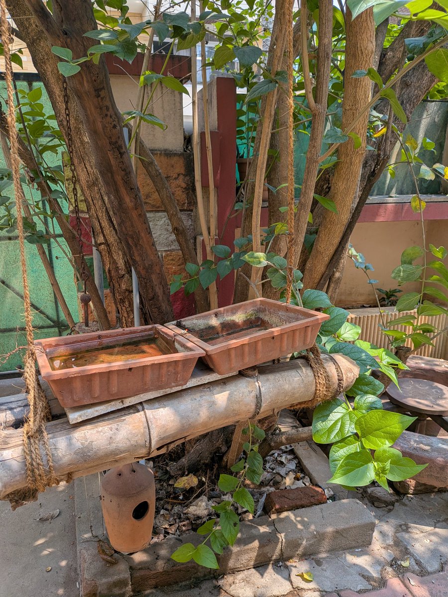 KalyaniMuktevi's tweet image. Stay hydrated and remember our feathered friends as well.With the summer heat rising,please place bowls of fresh water in shaded spots around your home.Few drops of water makes a huge difference for them.🥰
#StayHydrated