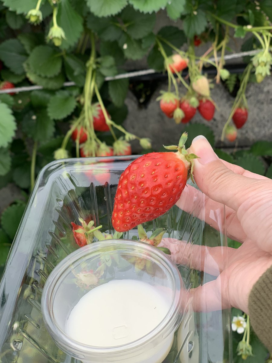 今日のメインはイチゴ🍓狩りでした🥺