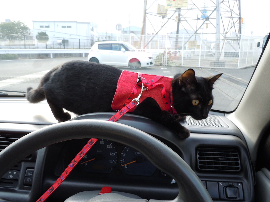 hanaitoton's tweet photo. のんのんお嬢様
　
お出かけの予行演習で近所の駐車場に行きました
　
#猫のいる生活 #黒猫 https://t.co/zy2a3TA0CC