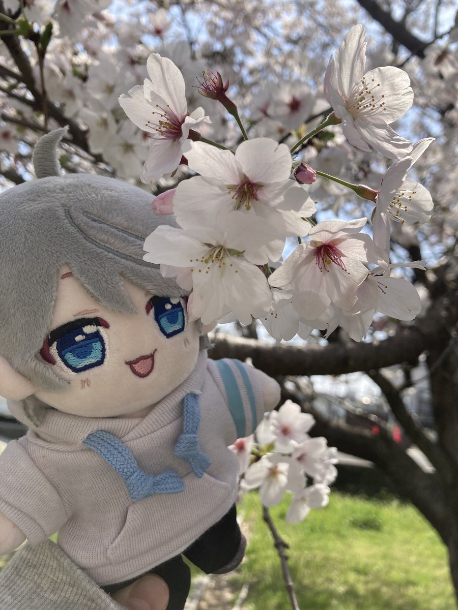 れいか🧐🩶ྀི春ツ大阪参戦🌸 tweet media