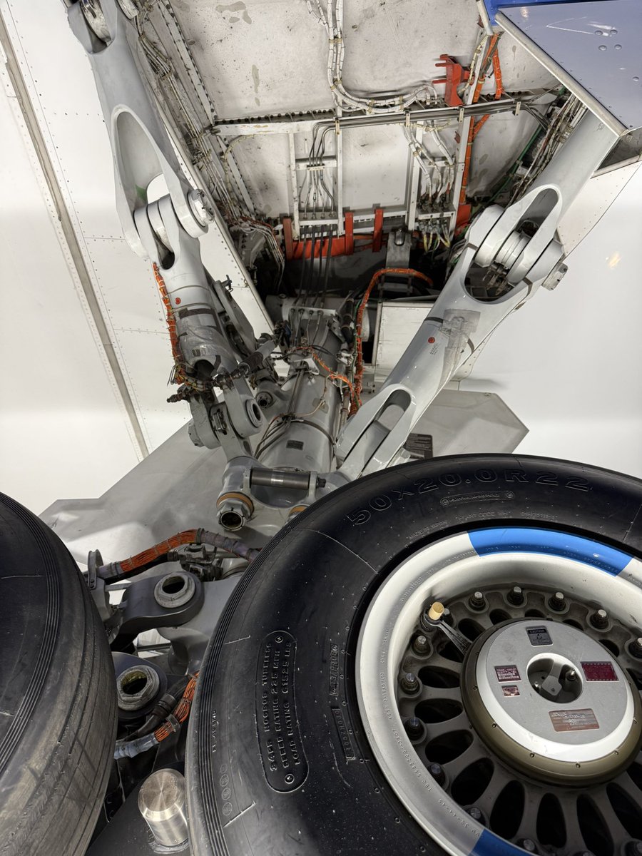 モリンジ（MORINJI） tweet media