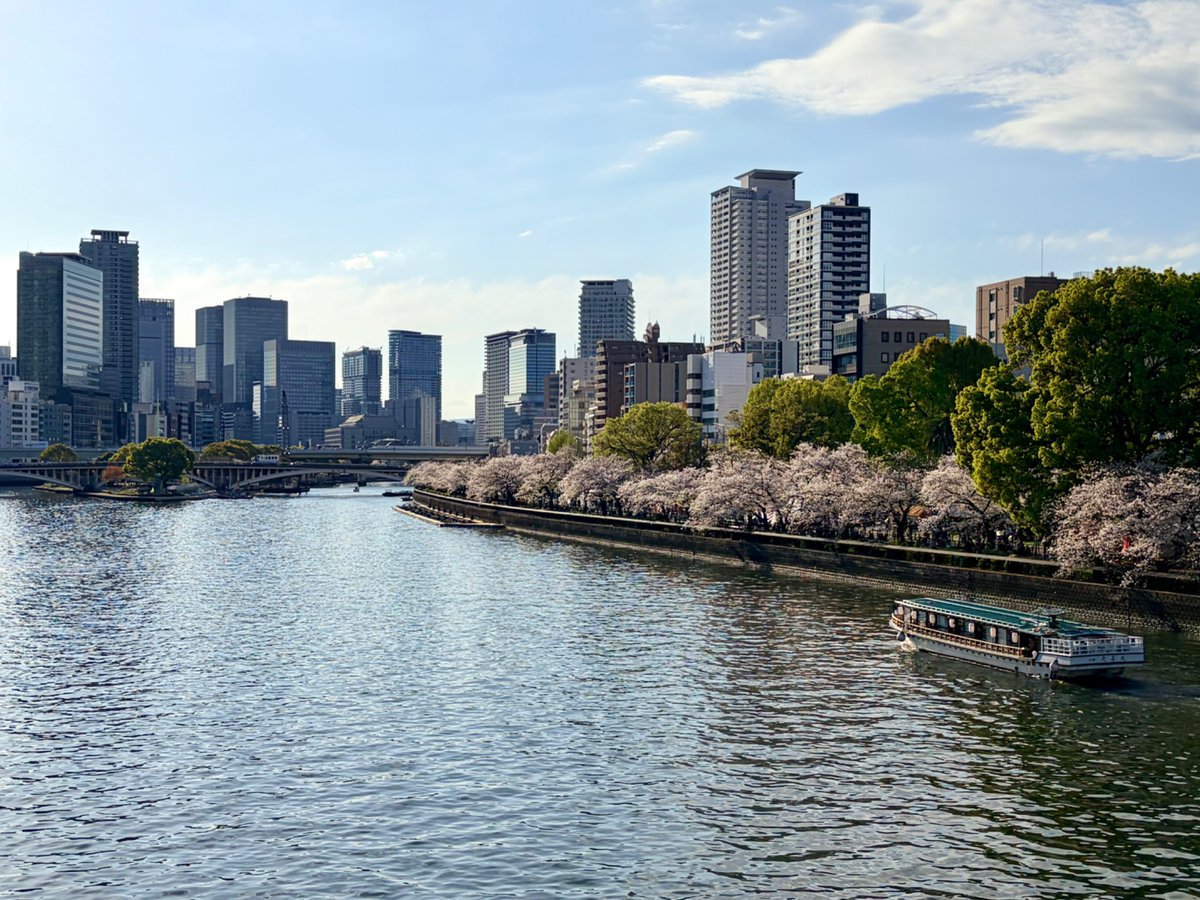 osaka_cityview's tweet photo. 天満橋が最も美しい季節がやってきました！ https://t.co/lXQUw2dgL4