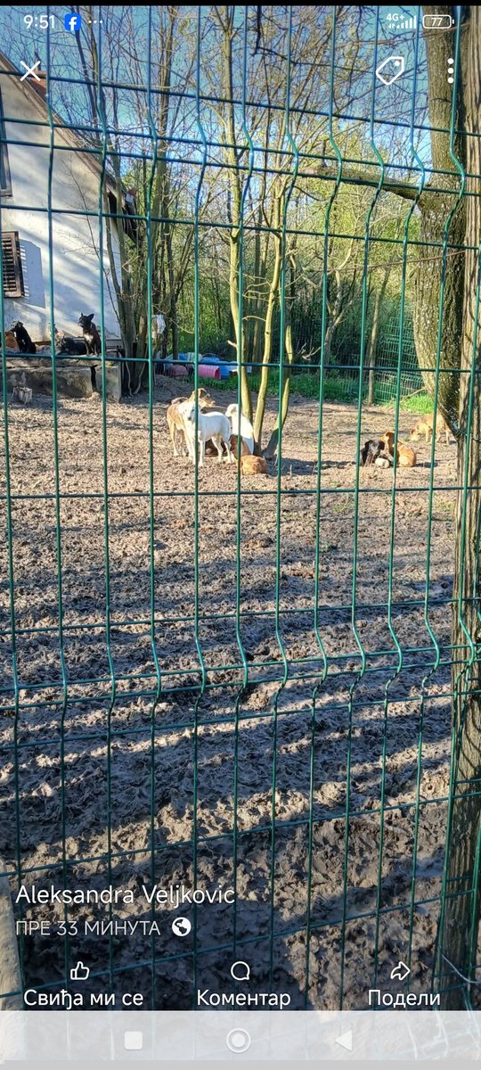 Svaka pomoć je dobro došla. Potrebna im je hrana, šljunak za dvorište...Aleksandra već 2 godine živi sa njima bez struje i vode. Snalazi se kako zna i ume da ovi jadni stari psi i mačke ne bi završili ko zna kako. Ako želite idite do nje, popričajte, uverite se. Rt 🙏🙏🙏