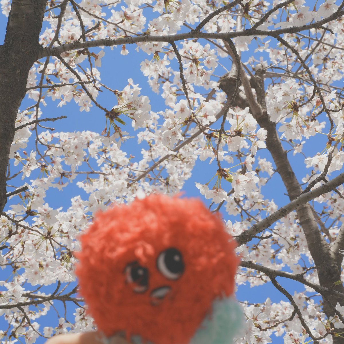 벚꽃구경🌸🌸