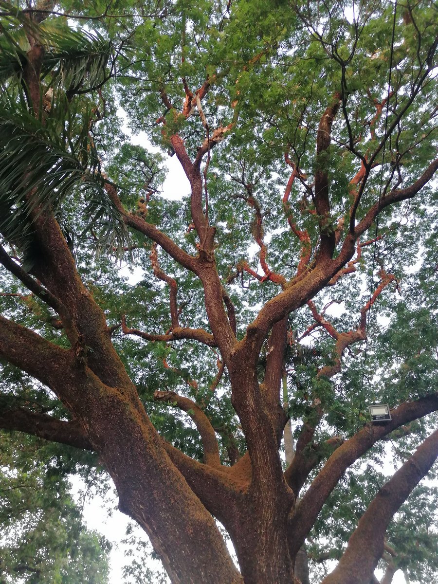 Archie Aruejo tweet media