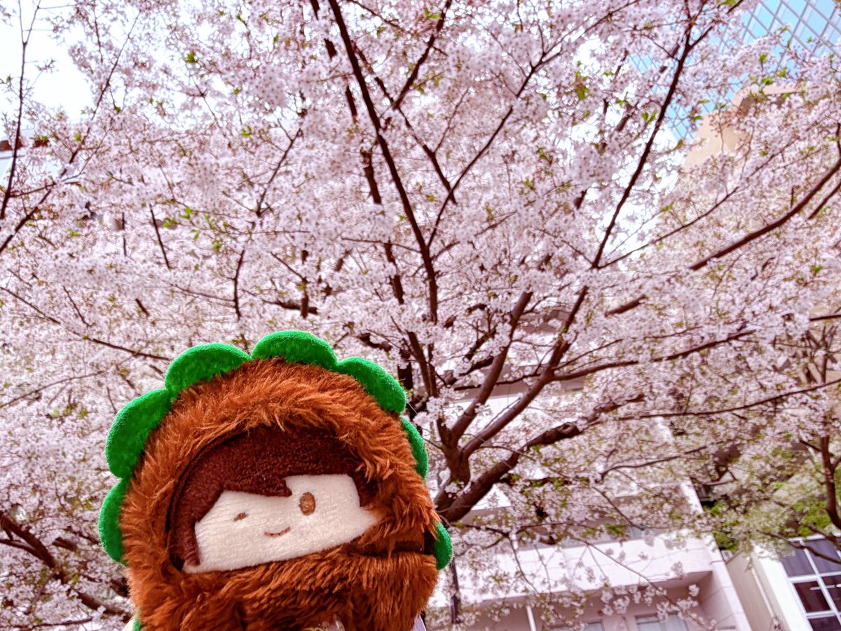 ぴいこ tweet media