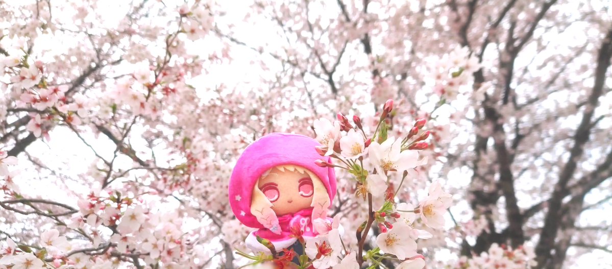 鳩ぽん tweet media