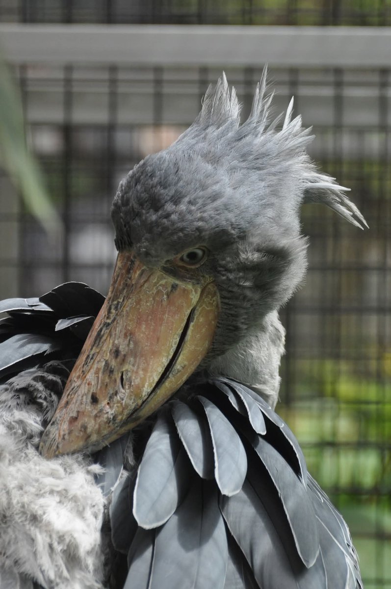 レオナルド☆くま tweet media